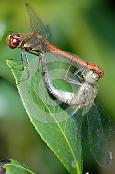 Mating Dragonflies