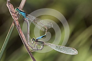 Mating Dragonfly