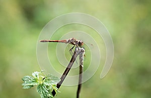 Mating dragonfly blushes on the river bank.