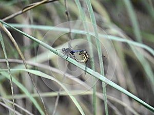 Mating Dragonfly