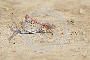 Mating dragonfly