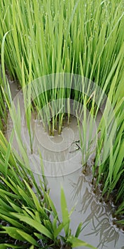 Mating dragonfly in rice field