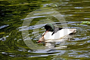 Mating Duck Couple