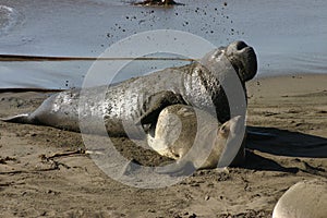 Mating Elephant Seal