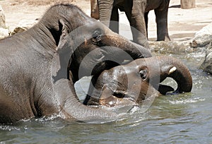 Mating elephants