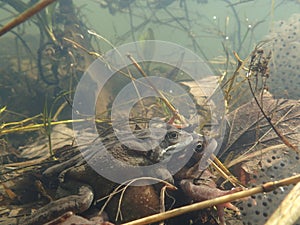 Mating European or common frogs, Rana temporaria, surrounded by frogspawn. Blackford Pond, Edinburgh