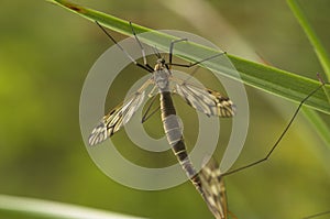 Mating Female Cranefly