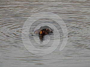 Mating fight on water surface