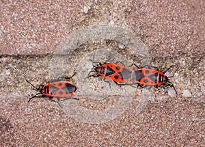 Mating firebug on a wall (Pyrrhocoris apterus)