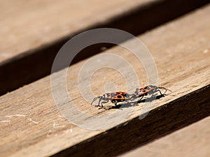 Mating firebugs