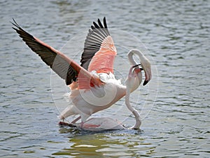 Mating of flamingos in water