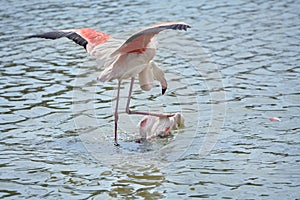 Mating of flamingos in water