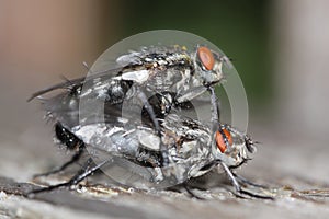 Mating flies