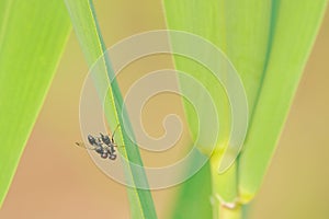 Mating flies