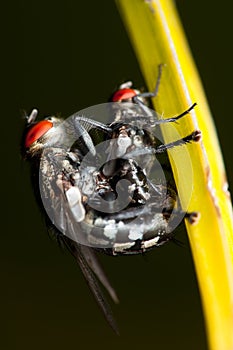 Mating Flies