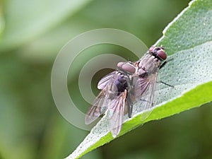 Mating flies
