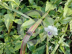 Mating flies on the leave