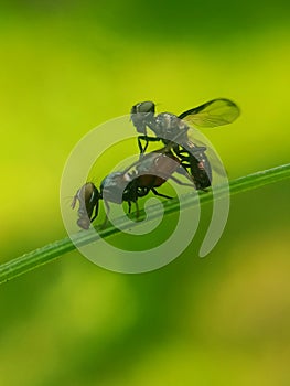 Mating flies in the morning