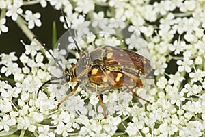 Mating flower longhorn beetles with endophallus visible in Vernon, Connecticut.