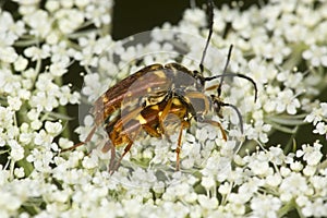 Mating flower longhorn beetles with endophallus visible in Vernon, Connecticut.