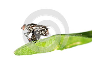 Mating fly insect isolated