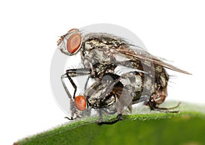 Mating fly insect isolated