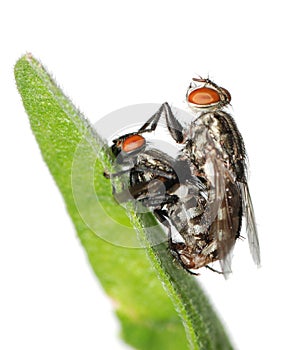 Mating fly insect isolated