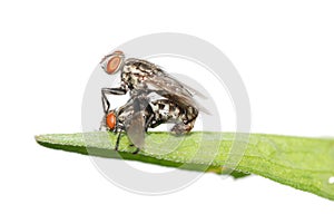 Mating fly insect isolated