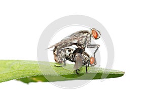 Mating fly insect isolated