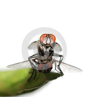 Mating fly insect isolated