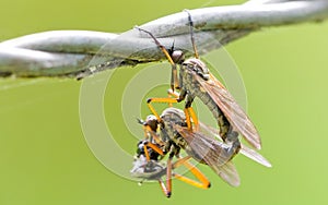 Mating fly - roman style photo