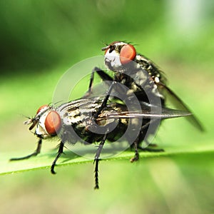 Mating flys photo