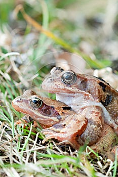 Mating frogs