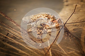 Mating frogs