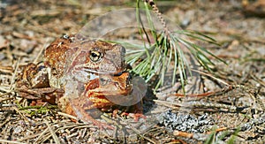 Mating frogs in the forest in clear weather in April. frogs close up