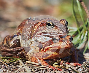 Mating frogs in the forest in clear weather in April. frogs close up