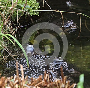Mating frogs with frogspawn.