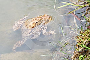 Mating frogs in the lake. Pair of brown common toads.