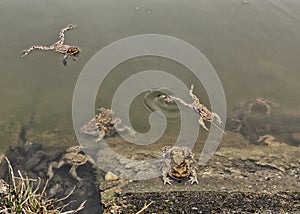 Mating frogs on the pond with brown water