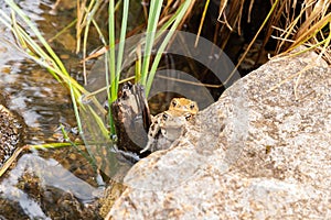 Mating frogs in a small lake in the alps in spring time