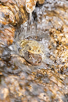 Mating frogs in a small lake in the alps in spring time