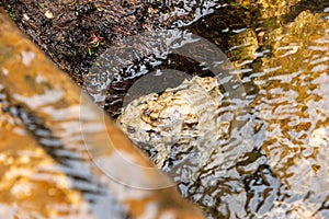 Mating frogs in a small lake in the alps in spring time