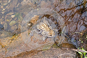 Mating frogs in a small lake in the alps in spring time