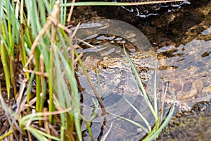 Mating frogs in a small lake in the alps in spring time