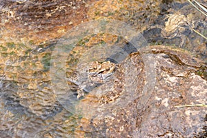 Mating frogs in a small lake in the alps in spring time