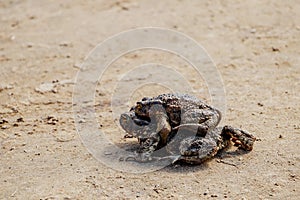 Mating frogs in spring time, big toads close-up