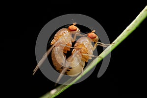 Mating fruit flies photo