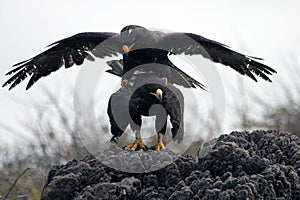 Mating Galapagos Hawks