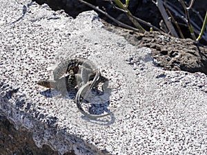 Mating Galapagos lava lizard, Microlophus albemarlensis, is endemic to the Galapagos island. Santa Cruz, Galapagos, Ecuador