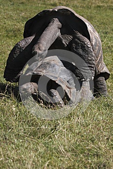 Mating galapagos tortoises